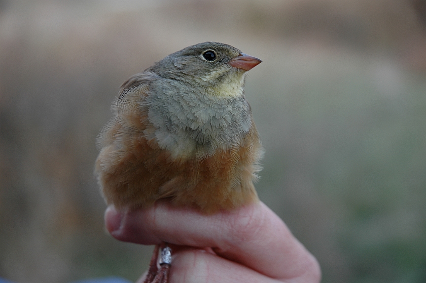 Ortolan Bunting, Sundre 20060507